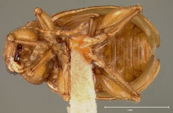 Media type: image;   Entomology 25001 Aspect: habitus ventral view